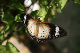 бабочка в парке Мини Сиам