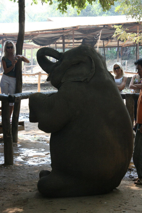 шоу слонов Канчанабури, Таиланд