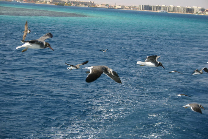 птицы, летящие за яхтой Макади-Бей, Египет