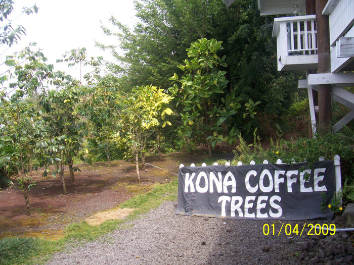 Кофейные деревья Коны Кайлуа-Кона, CША