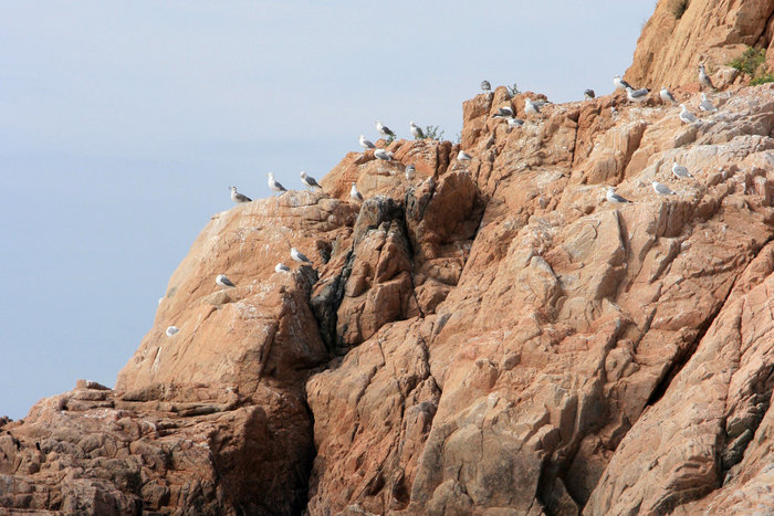 чайки на берегу Тосса-де-Мар, Испания