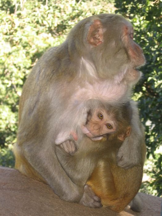 Ну, и кроме nat-ов на Попе множество вполне живых и вредных обезьянок, которые активно воруют у туристов бананы, орешки, а заодно очки, мобильники и фотоаппараты! :) Мьянма