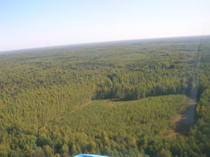 Леса, леса... Кострома, Россия