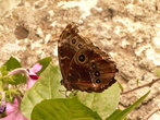 Бабочка – сова. Обитает в Мексике, Центральной Америке и Амазонии. Активна в сумерки.