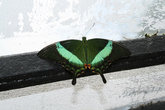 Зеленополосая бабочка-павлин. Обитает в горах Южной Бирмы и Индонезии. За сутки эта бабочка летает не больше 30 минут. В основном она спит.