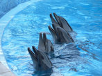 Дельфины в Коктебельском Дельфинарии.