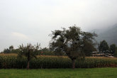 кукурузное поле в Вадуце
