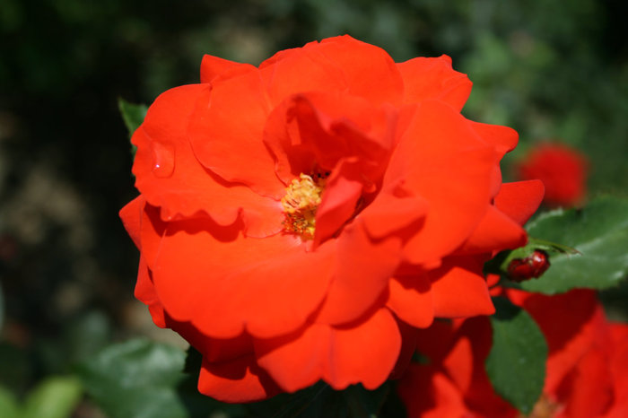 В розарии ботанического сада больше 2000 видов роз. Ялта, Россия