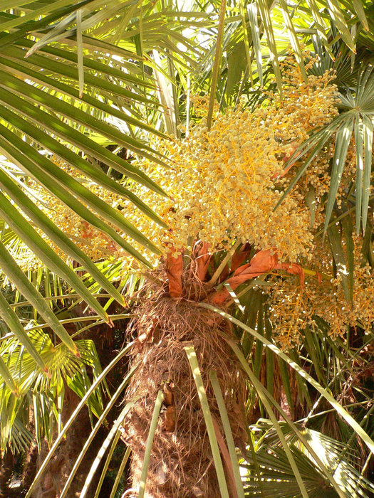 Цветение пальмы Ялта, Россия