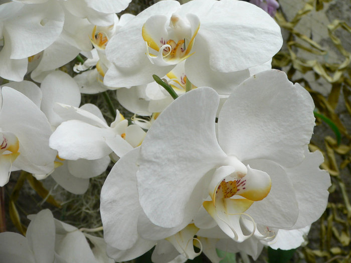 В оранжерее орхидей 10-ки видов Ялта, Россия