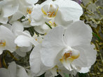 В оранжерее орхидей 10-ки видов