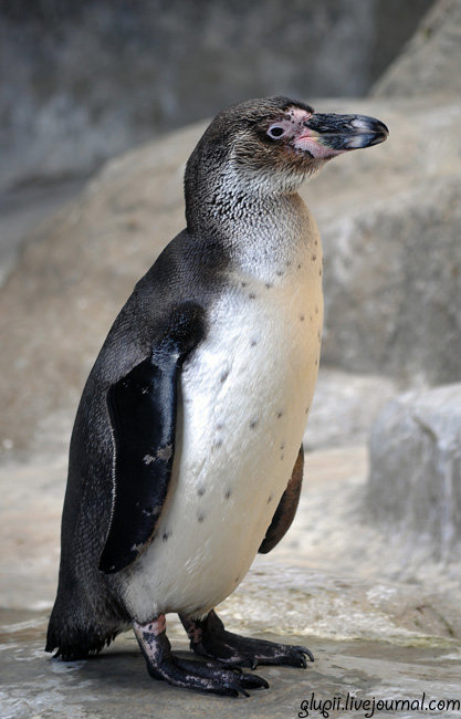 Гумбольдтов пингвин — нелетающая птица из отряда пингвинообразных. Гнездится на каменистых побережьях Чили и Перу, поэтому известно ещё одно название — Перуанский Пингвин. Москва, Россия