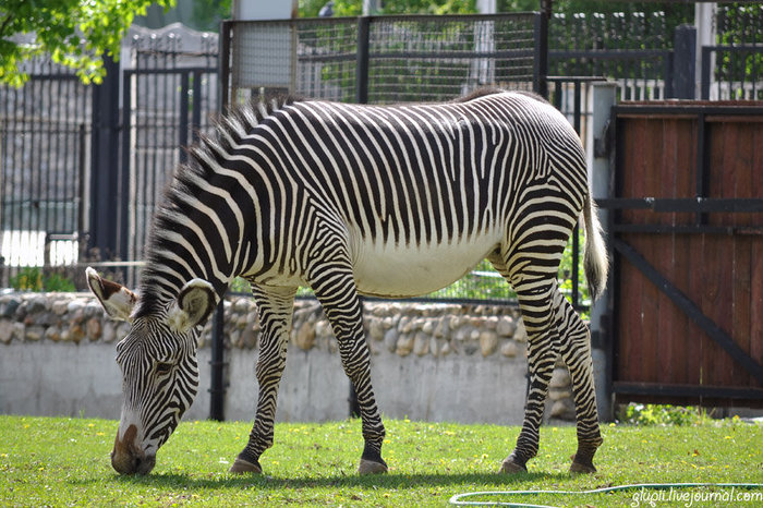 На самом деле зебра — белая в чёрную полоску, а не наоборот. Каждая зебра имеет уникальный рисунок из чёрных и белых полос, подобно отпечаткам пальцев у человека. По рисунку детёныш узнает свою мать. Москва, Россия