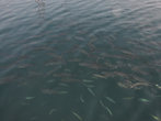 Рыбки вдоль берега