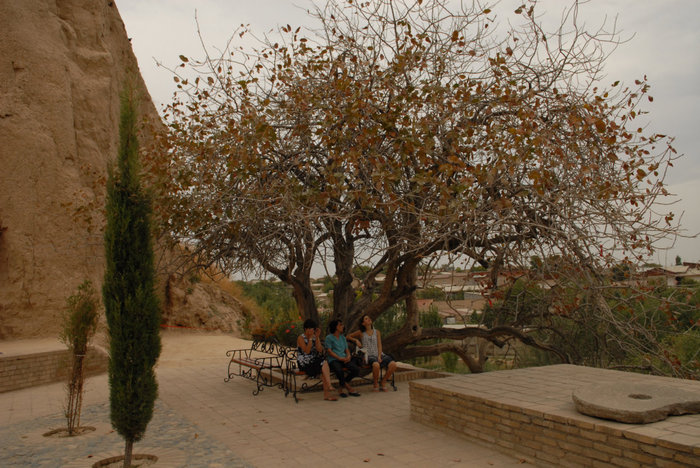 Дерево возле Мавзолея Святого Даниила. Долго считалось засохшим пока, патриарх Алексей не окропил его. Самарканд, Узбекистан