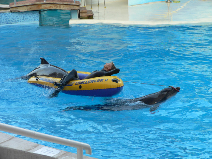 Вальс с дельфинами Коктебель, Россия
