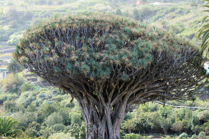 Драконово дерево Пуэрто-де-ла-Крус, остров Тенерифе, Испания