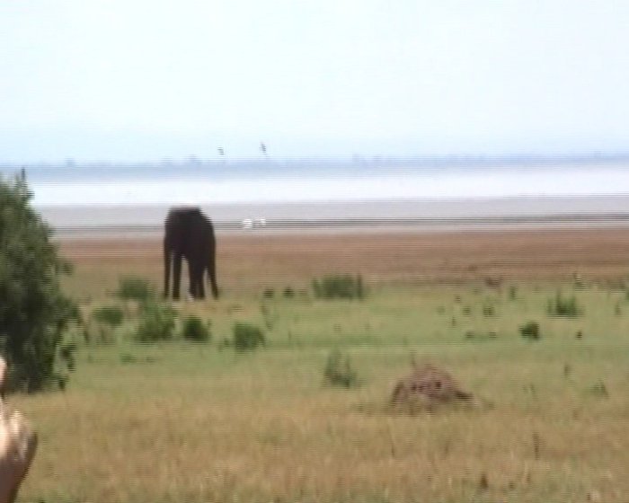 озеро Маньяна, слоник Танзания