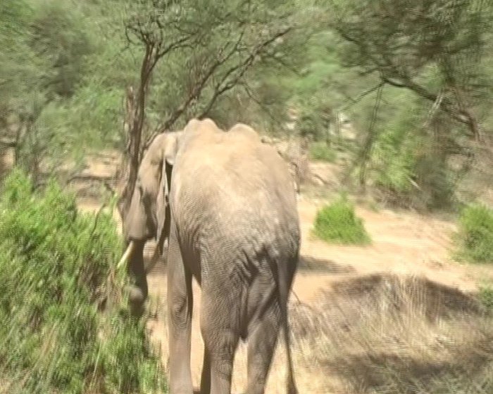 еще слоник Танзания