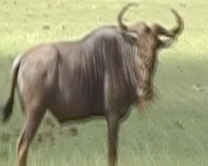 антилопа Танзания