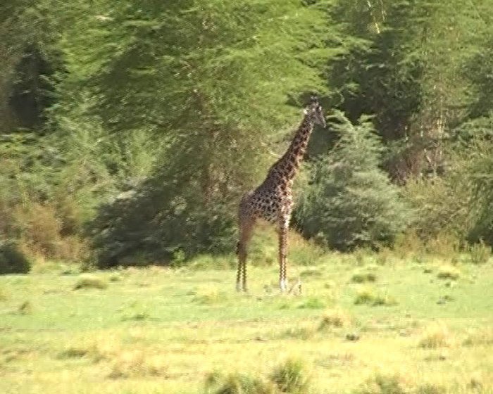 жираф-красавец Танзания