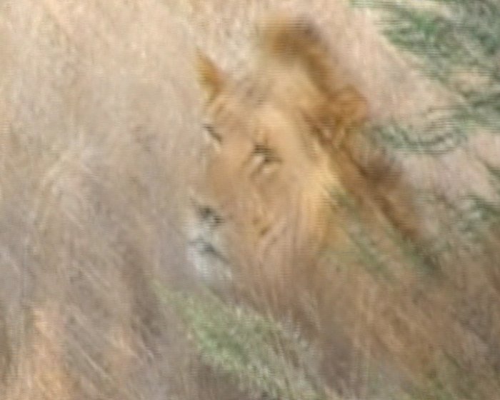 лев (скрин плохой, зато так близко подошел!) Танзания