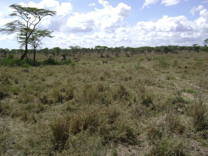 наезд буйволов Танзания