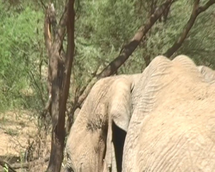 снова слоник Танзания