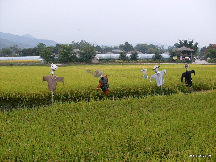 Рисовое поле в Хахвэ Республика Корея