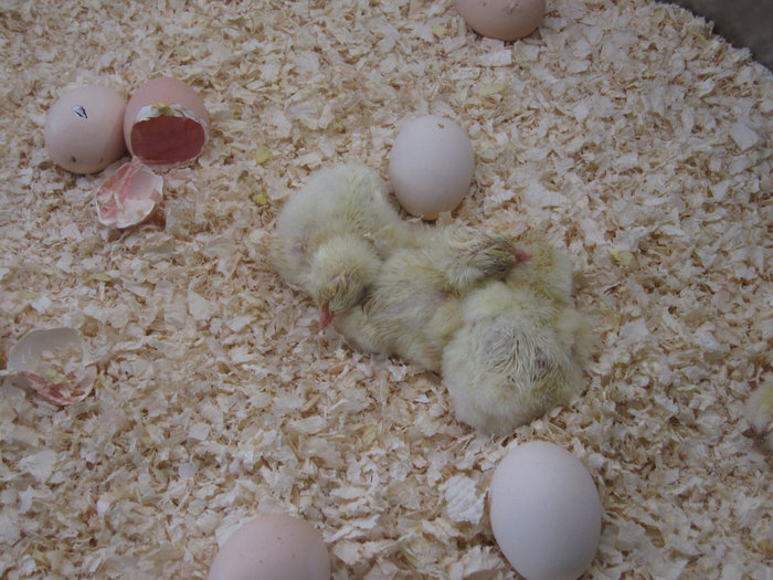 В инкубаторе можно посмотреть, как вылупляются цыплята Валенсия, Испания