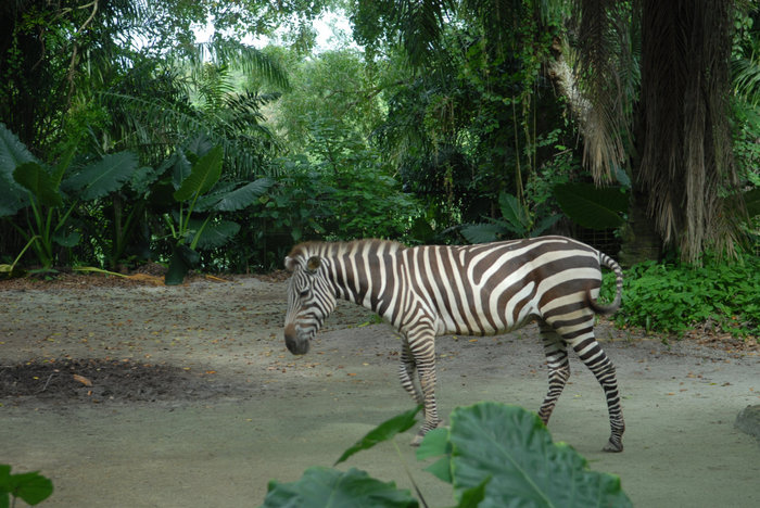 Зоопарк Сингапур (город-государство)