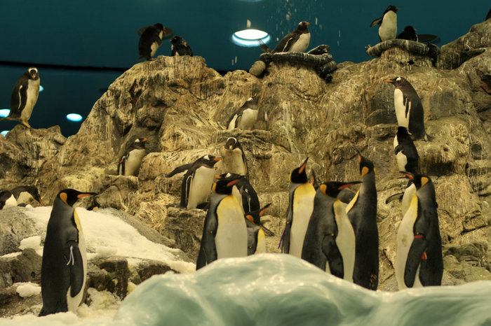 пингвины в Лоро Парке Санта-Крус-де-Тенерифе, остров Тенерифе, Испания