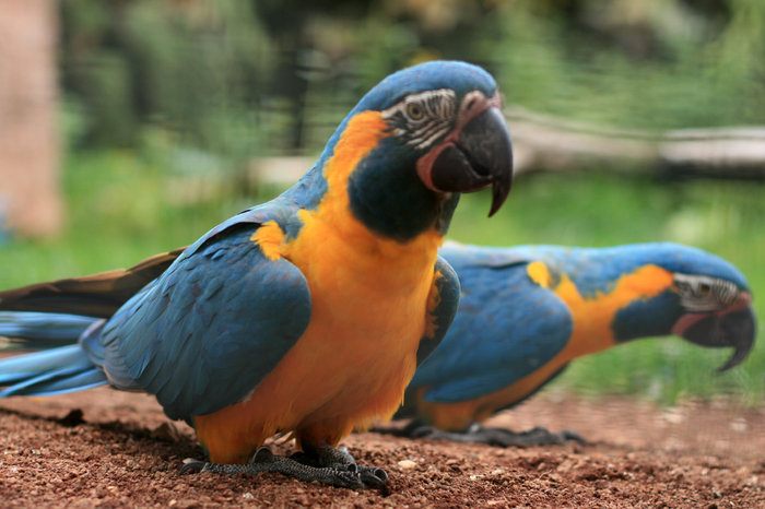 попугаи в Лоро Парке Санта-Крус-де-Тенерифе, остров Тенерифе, Испания