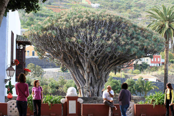 Драконово дерево Икод-де-лос-Винос, остров Тенерифе, Испания