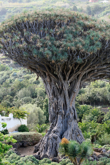 Драконово дерево Икод-де-лос-Винос, остров Тенерифе, Испания