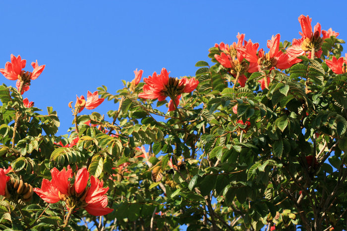 цветущая столица острова Санта-Крус-де-Тенерифе, остров Тенерифе, Испания