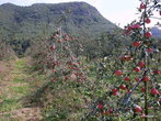 Яблочные плантации