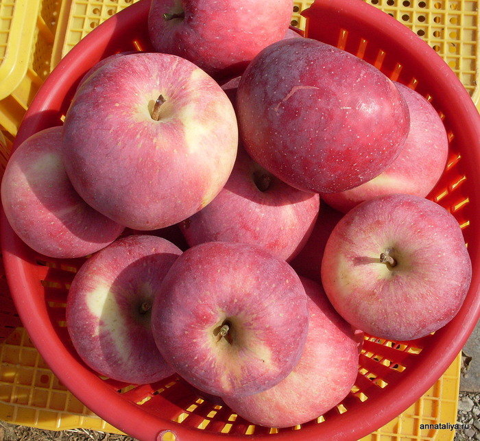 Андоновские яблочки Республика Корея