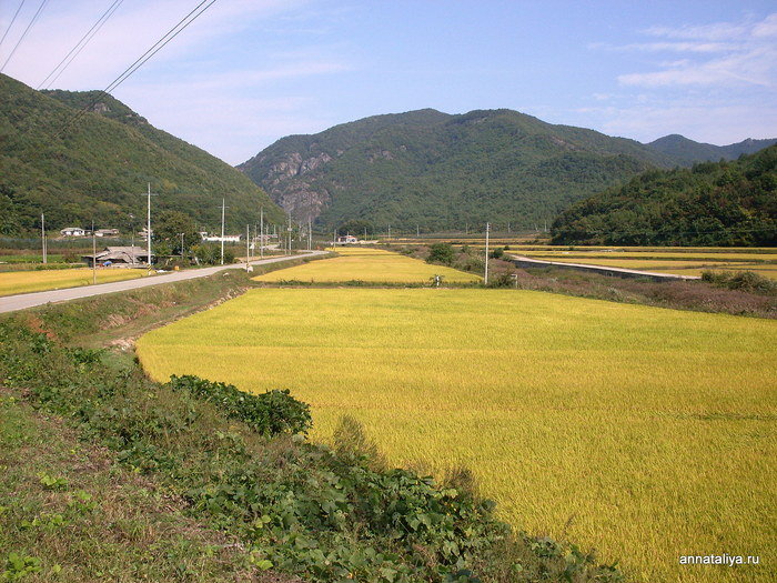 Горы остались где-то далеко, а перед нами раскинулись огромные рисовые поля... Республика Корея