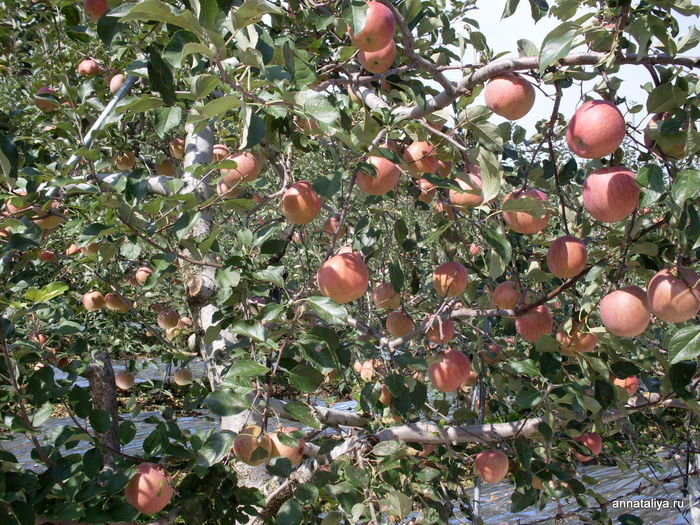 ...и сады тех самых андоновских яблок, от которых совсем недавно я впала в восторг, едва их попробовав. Республика Корея
