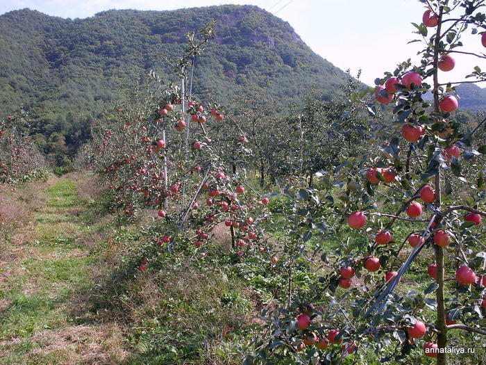Эти сады простирались от горизонта до горизонта. Вокруг них почти не было заборов, зато каждая яблонька была бережно подвязана к колышку. Республика Корея