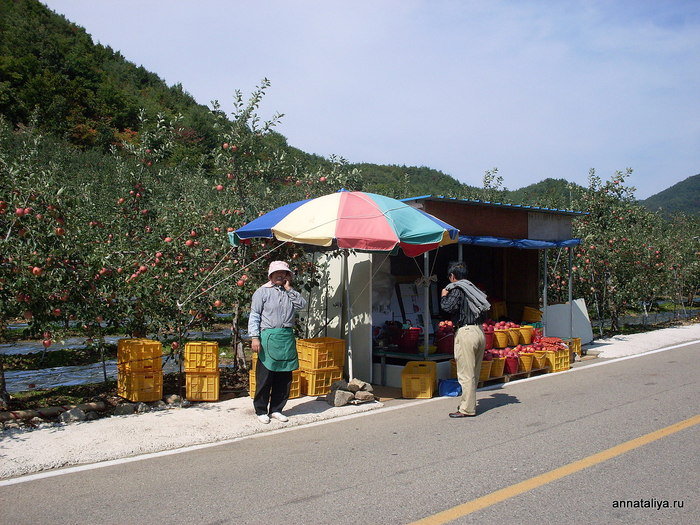 Несколько раз мы встречали развалы, где под большими зонтами корейские фермерши торговали целыми ведрами яблок. Республика Корея