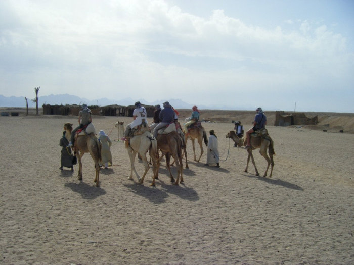 Верблюды Хургада, Египет