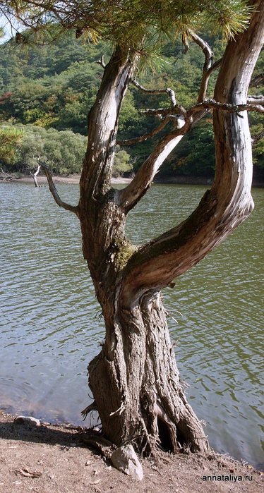 Дерево на пруду Провинция Северная Кёнсан, Республика Корея