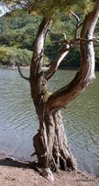 Дерево на пруду