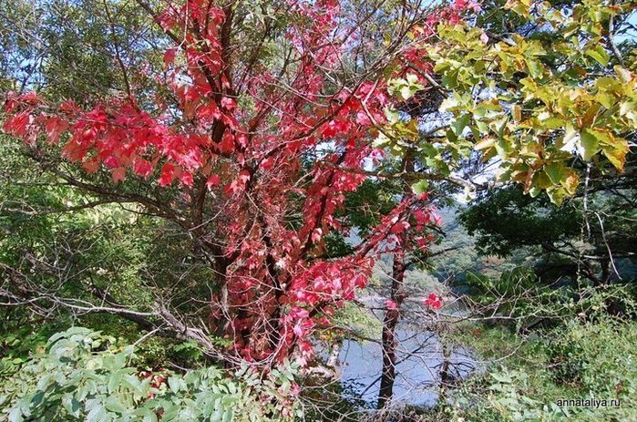 Они густо поросли лесом и сейчас, когда листья плавно начали менять свою окраску на желтую и красную, стояли особенно красивыми. Провинция Северная Кёнсан, Республика Корея