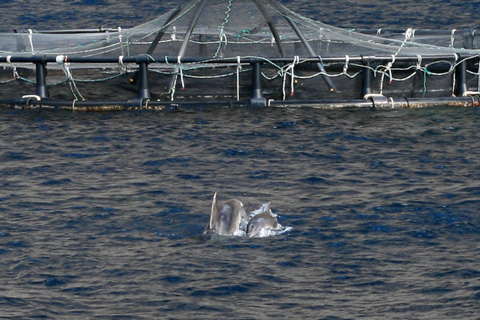 дельфины на кормежке Лас-Америкас, остров Тенерифе, Испания