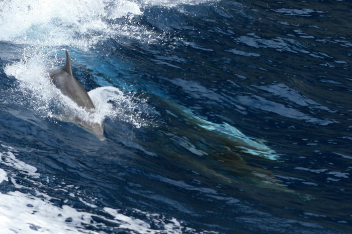 стайка дельфинов Лас-Америкас, остров Тенерифе, Испания