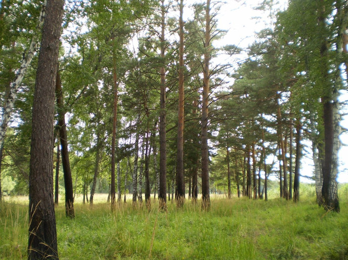 Лес, в котором растут маслята Алтайский край, Россия