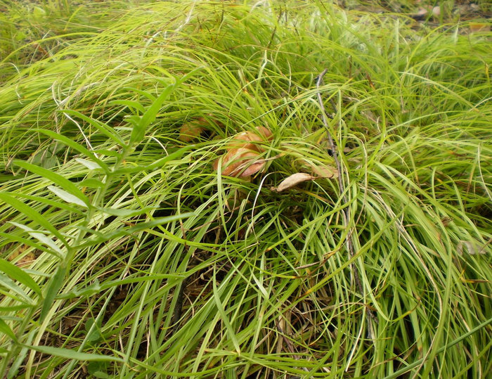 Спрятались грибочки под травой